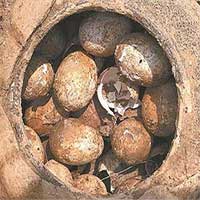 Trứng ngàn năm tuổi bất ngờ tìm thấy trong chiếc vại ở ngôi mộ cổ