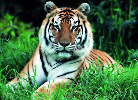 Trung Quốc chỉ còn 45 hổ hoang dã