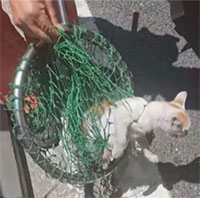 Trung Quốc giải cứu 1.800 mèo lạc trên đường cao tốc