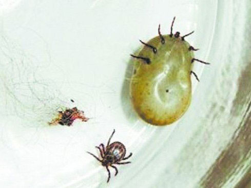 Trung Quốc giải mã virus bọ cắn truyền sang người