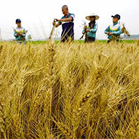 Trung Quốc hoàn thành bản đồ biến đổi gene của cây lúa