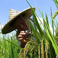Trung Quốc tạo ra kỳ tích trong lĩnh vực nuôi sống nửa thế giới: Dự án “hạt phượng hoàng” kéo dài 40 năm