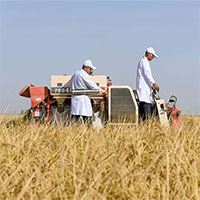 Trung Quốc trồng lúa thành công ở vùng sa mạc khắc nghiệt