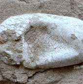 Trứng thằn lằn bay 120 triệu năm ở Trung Quốc