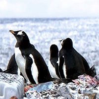 Tưởng rằng chim cánh cụt đang sống trên đảo rác, nhưng sự thật còn khủng khiếp hơn nhiều