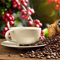 Uống cà phê hàng ngày có thể giúp phòng bệnh gút