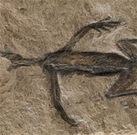 "Vạch mặt" hóa thạch 280 triệu năm đầy bí ẩn hóa ra là đồ dỏm