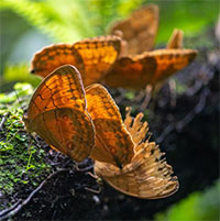 Vân Nam - Thiên đường của hơn một nửa loài bướm ở Trung Quốc