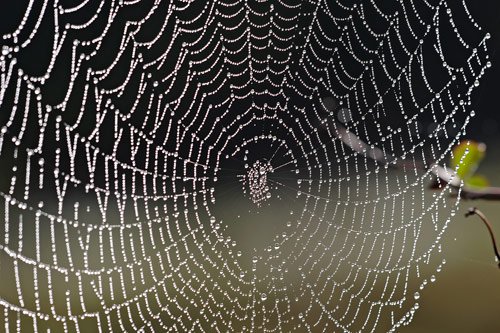 Vật liệu siêu bền từ tơ nhện