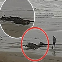 Vật thể lạ nghi là quái vật biển xuất hiện trên bờ biển Mỹ