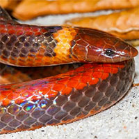 Vẻ đẹp rực lửa của loài rắn đào hang chỉ còn 3 cá thể duy nhất