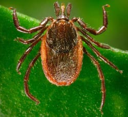 Vi khuẩn gây bệnh Lyme bắt nguồn từ châu Âu trước kỉ Băng Hà