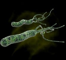 Vi khuẩn loét H. pylori có thể ngăn bệnh tiêu chảy