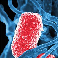 Vi khuẩn vô hại trong ruột biến thành dạng ăn thịt người, giết chết 5 bệnh nhân Trung Quốc