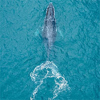 Vi nhựa đã được phát hiện trong mô cơ thể cá voi và cá heo