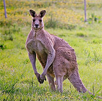 Vì sao Australia kêu gọi người dân giết kangaroo và lấy thịt?