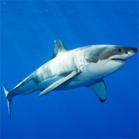 Vì sao cá mập gia tăng hành vi bất thường ở vùng biển Australia?