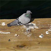 Vì sao chất thải của chim có màu trắng?