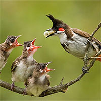 Vì sao chim mẹ sẵn sàng bỏ đói một số chim con, ưu ái cho những con khác ăn đầy đủ?
