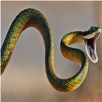 Vì sao con rắn có một thân hình dài ngoằng?