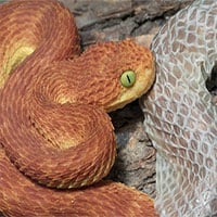Vì sao da rắn lột ra lại không có màu sắc?