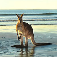 Vì sao Kangaroo nhảy liên tục mà không thấy mệt?