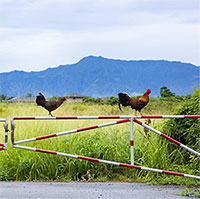 Vì sao Kauai của Hawaii lại được mệnh danh là đảo gà?