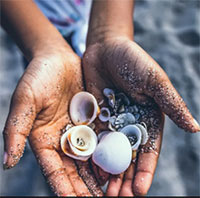 Vì sao không nên lấy vỏ sò từ bãi biển?