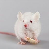 Vì sao loài chuột bạch có mặt khắp nơi trên thế giới?