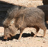 Vì sao lợn rừng lông kim được coi là loài động vật có vú đặc biệt nhất trên Trái đất?