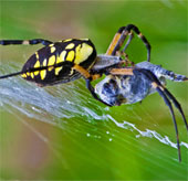 Vì sao mạng nhện bẫy được côn trùng?