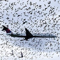 Vì sao máy bay sợ nhất va phải chim?