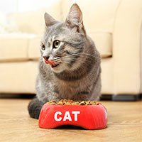 Vì sao mèo không chịu ăn khi bát đã lộ đáy dù vẫn còn thức ăn?