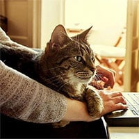 Vì sao mèo thích nằm cạnh laptop, bước qua bàn phím?