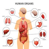 Vì sao một số bộ phận trong cơ thể tái sinh được còn một số khác thì không?