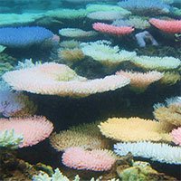 Vì sao một số rạn san hô đổi nhiều màu khi bị “căng thẳng”?