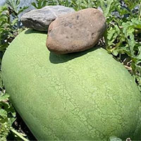 Vì sao người nông dân trồng dưa hấu là đặt hòn đá lên trên mình quả dưa?