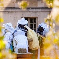 Vì sao người Paris nuôi ong lấy mật trên mái vòm những tòa nhà?