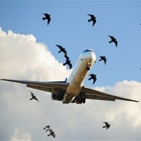 Vì sao những chiếc máy bay nặng nề lại có thể bay lượn như những chú chim?