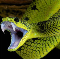 Vì sao rắn độc cắn người ngày càng nhiều?