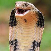 Vì sao rắn hổ chúa là một trong những loài độc nhất hành tinh?