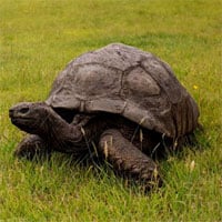 Vì sao rùa là động vật trên cạn sống lâu nhất?