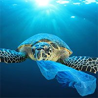Vì sao sinh vật biển hay nuốt nhầm rác nhựa?