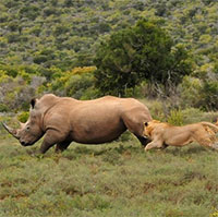 Vì sao sư tử châu Phi dám săn trâu rừng nặng gần 1 tấn nhưng lại không dám săn tê giác?