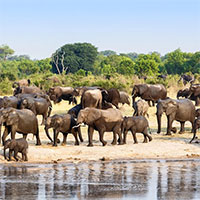 Vì sao voi châu Phi đực lại thường xuyên 
