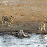 Video: 3 con sư tử quây lại tấn công tê giác mang thai sa lầy, kết quả bất ngờ
