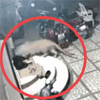 Video: Báo đốm đột nhập vào nhà dân tấn công chó nhà và cái kết gay cấn