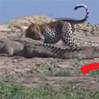 Video: Báo đốm liều lĩnh trộm thức ăn giữa bầy cá sấu