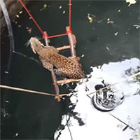 Video: Báo đốm rơi xuống giếng nước sâu được giải cứu khỏi bị chết đuối