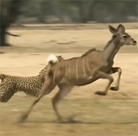 Video: Báo săn hạ sát linh dương Kudu chỉ trong một nốt nhạc